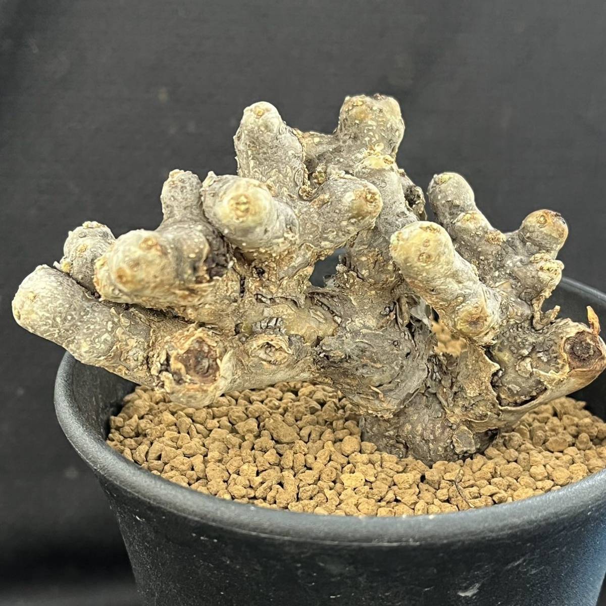 Sarcocaulon ムルチフィズム 現地株 multifidumサルコカウロン・ムルチフィズム | サルコカウロン・ムルチフィズム おそらく発根 現品限りサルコカウロン・ムルチフィズム サルコカウロン 多肉植物 ｜現品限りサルコカウロン・ムルチフィズム 0 1022-13 pescado trigger 多肉