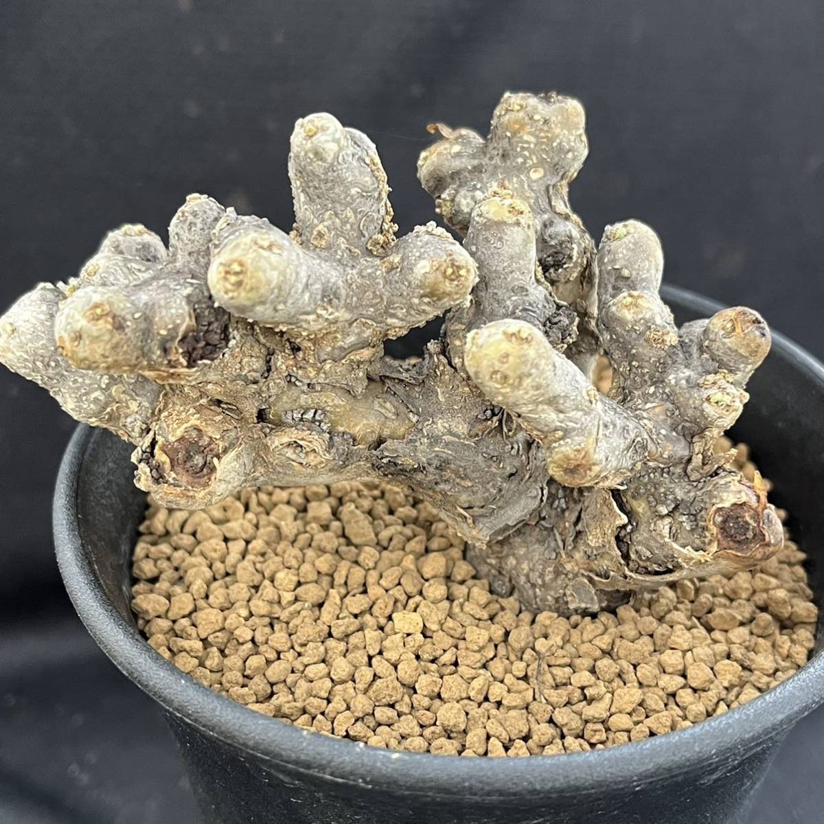 Sarcocaulon ムルチフィズム 現地株 multifidumサルコカウロン・ムルチフィズム | サルコカウロン・ムルチフィズム おそらく発根 現品限りサルコカウロン・ムルチフィズム サルコカウロン 多肉植物 ｜現品限りサルコカウロン・ムルチフィズム 0 1022-13 pescado trigger 多肉