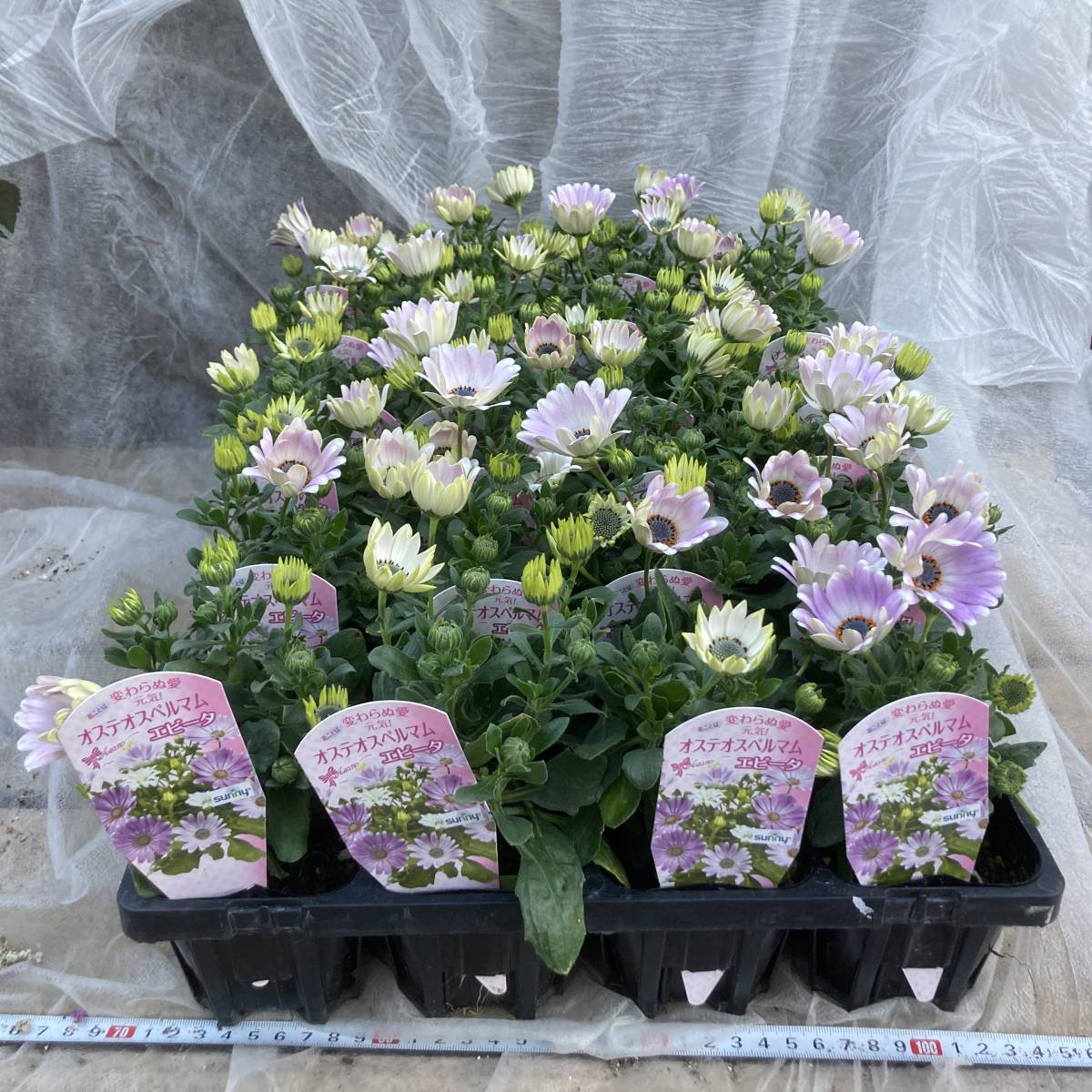 プレミアムガーデニング 数量５ 宿根 オステオスペルマム エビータ ４ポット その他 売買されたオークション情報 Yahooの商品情報をアーカイブ公開 オークファン Aucfan Com
