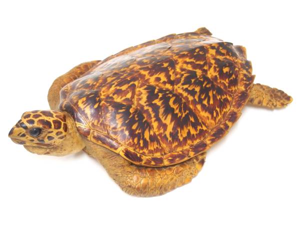 ウミガメの剥製(タイマイ)剥製 鼈甲(べっこう・べっ甲) 置物 ウミガメの剥製(タイマイ)剥製 鼈甲(べっこう・べっ甲) 置物