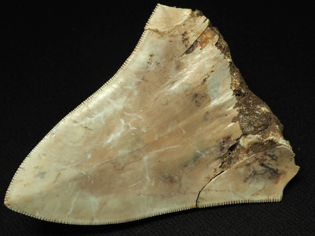 レア！インドネシア産メガロドンの歯【Carcharocles megalodon 