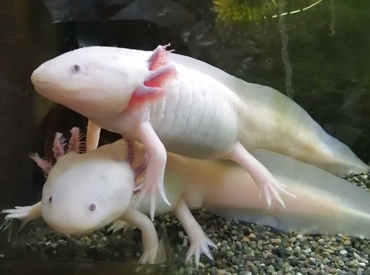 ウーパールーパー リューシxリューシ の卵10個 保証分2個 イモリ サラマンダー 売買されたオークション情報 Yahooの商品情報をアーカイブ公開 オークファン Aucfan Com