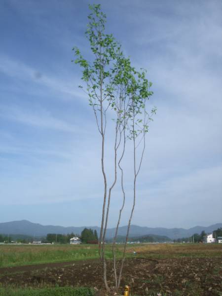 ◆◆アズキナシ　株立　山取　◆◆４２０