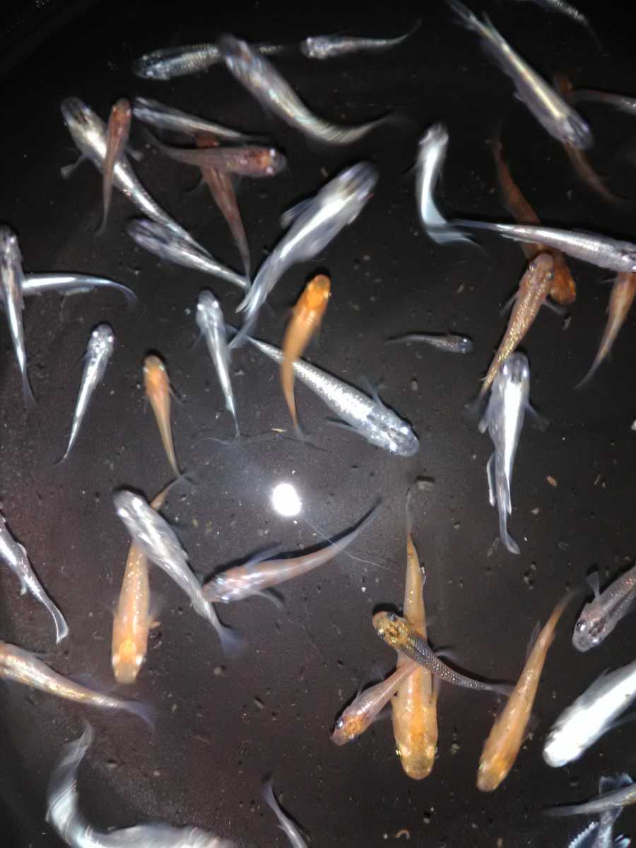 個数7 笑和堂めだか お楽しみ 色々メダカ混泳飼育水槽からの卵 100個 めだか 売買されたオークション情報 Yahooの商品情報をアーカイブ公開 オークファン Aucfan Com