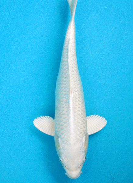 ■■■岡本錦鯉 5-96 プラチナ黄金　34ｃｍ2才メス立て鯉