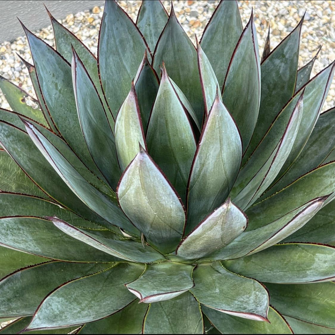 hp アガベ ブルーグロー 大株 耐寒性あり osp育成株 w約50センチ  