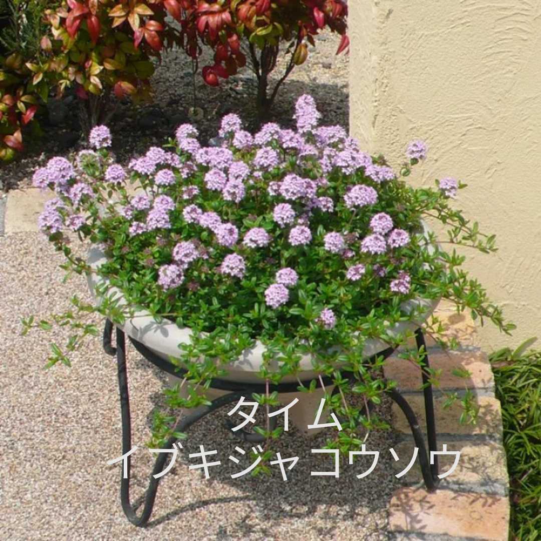 イブキジャコウソウ 常緑多年草 Autos Honda Com Pe