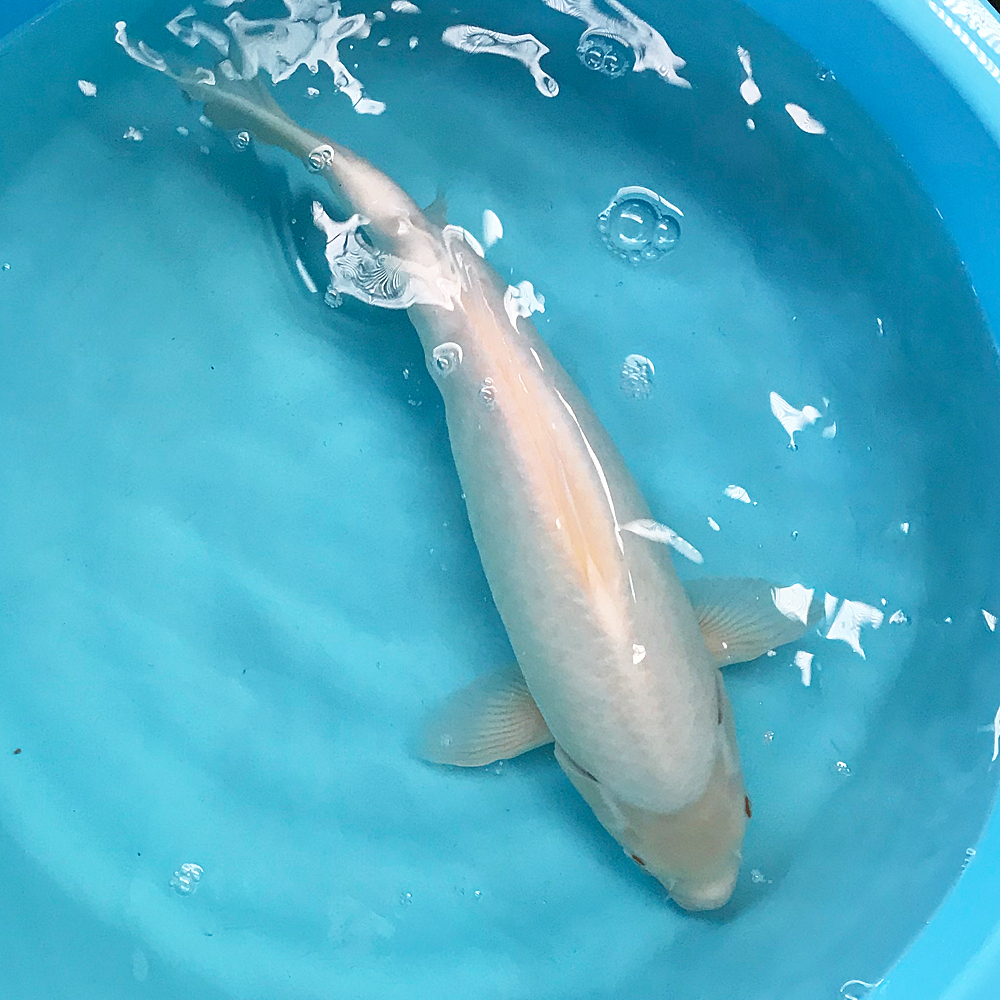 1スタ 錦鯉 白鯉 40cm前後 1 338 鯉 色鯉 錦鯉 売買されたオークション情報 Yahooの商品情報をアーカイブ公開 オークファン Aucfan Com