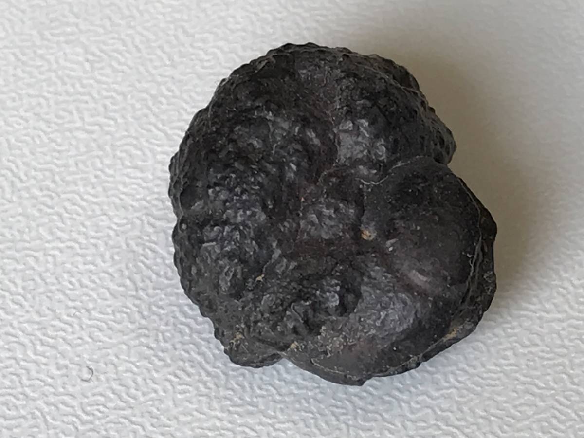 アンモナイト化石 モロッコ産 86 本物の化石(化石)｜売買された 