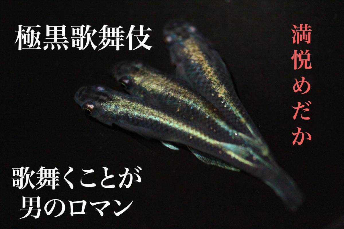 満悦めだか 岡崎葵メダカ様血統 鬼黒カブキ 有精卵個 カビ 無精卵補償5個 めだか 卵 岡崎葵メダカ様血統 めだか 売買されたオークション情報 Yahooの商品情報をアーカイブ公開 オークファン Aucfan Com