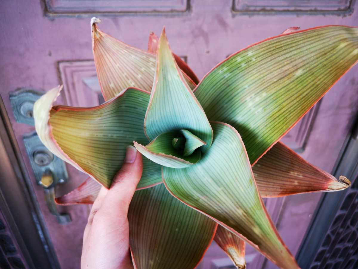 本気のカラスゲルベンシス 検 Agave チタノタ チタノータ アガベ リュウゼツラン 吉祥天 パリー ホリダ アロエ 好きにも Www Amrapalihotel Com