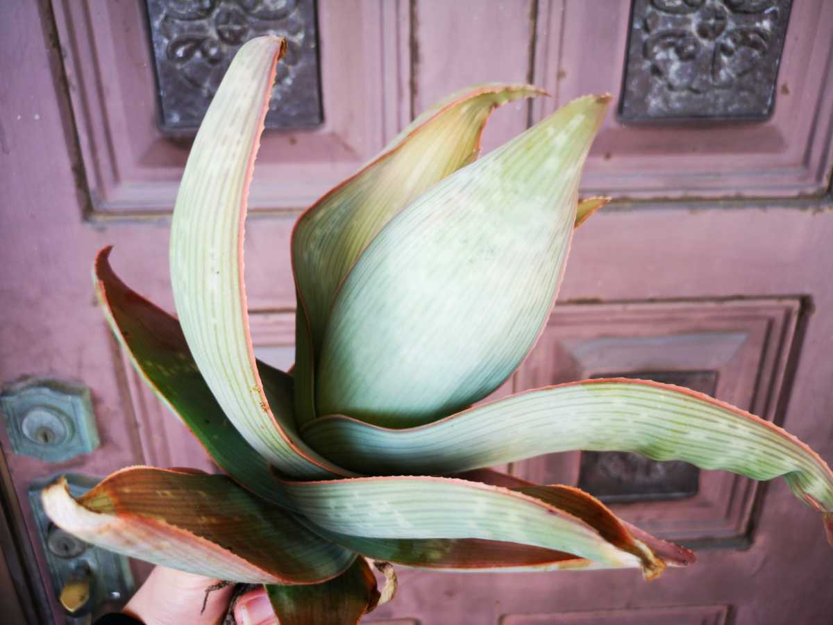 本気のカラスゲルベンシス 検 Agave チタノタ チタノータ アガベ リュウゼツラン 吉祥天 パリー ホリダ アロエ 好きにも アロエ 売買されたオークション情報 Yahooの商品情報をアーカイブ公開 オークファン Aucfan Com