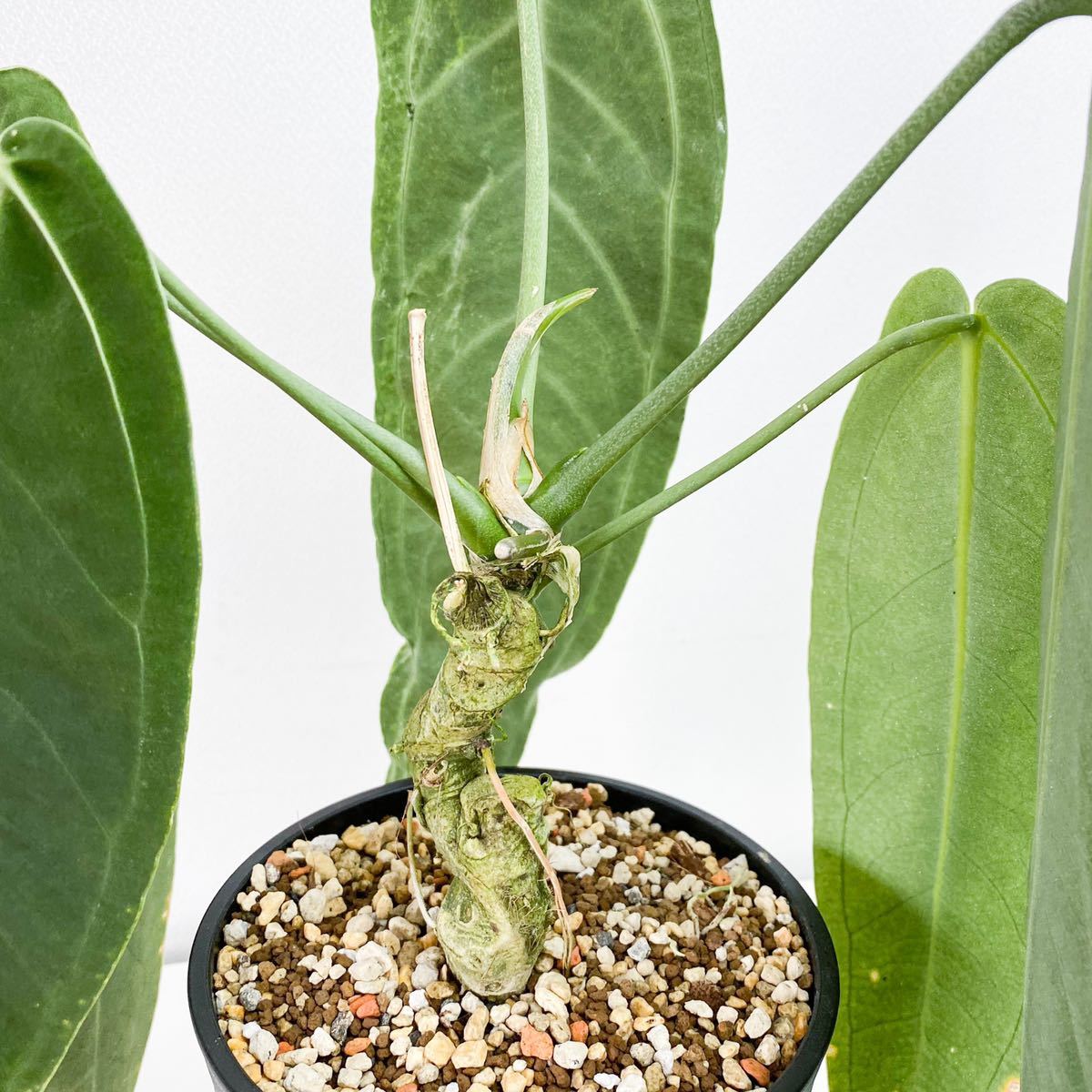1円スタート】Anthurium warocqueanum 'Dark Narrow form