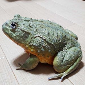 アフリカウシガエルのヤフオク の相場 価格を見る ヤフオク のアフリカウシガエルのオークション売買情報は25件が掲載されています