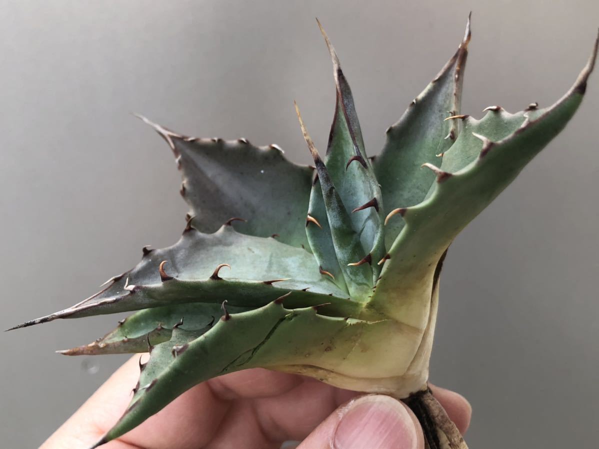 アガベ-パラサナ/強棘・コンパクトサイズ】多肉植物・パラサナグローブ  