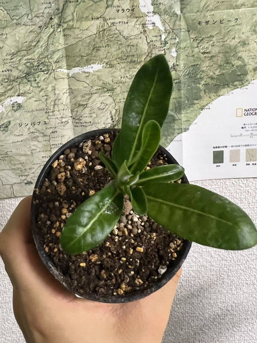 希少種 パキポディウム デカリー コーデックス 塊根植物 多肉 希少種 パキポディウム デカリー コーデックス 塊根植物 多肉