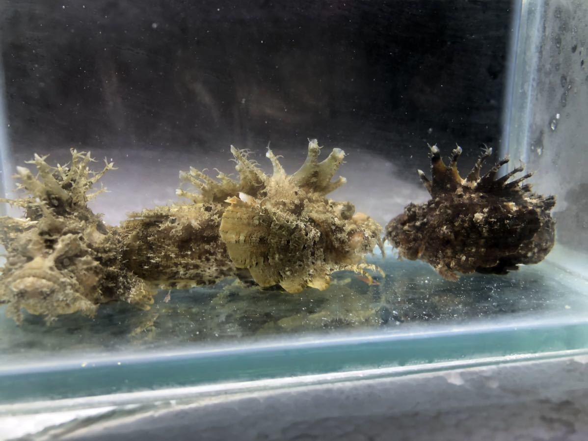 厳つい顔 オコゼの赤ちゃん 3匹セット ９ １０ｃｍ 海水魚 売買されたオークション情報 Yahooの商品情報をアーカイブ公開 オークファン Aucfan Com