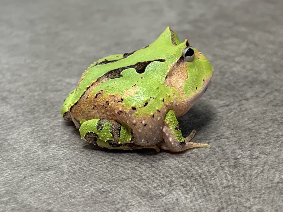 カエル アマゾンツノガエル ◇ 上陸したて 上陸したて(カエル)｜売買された