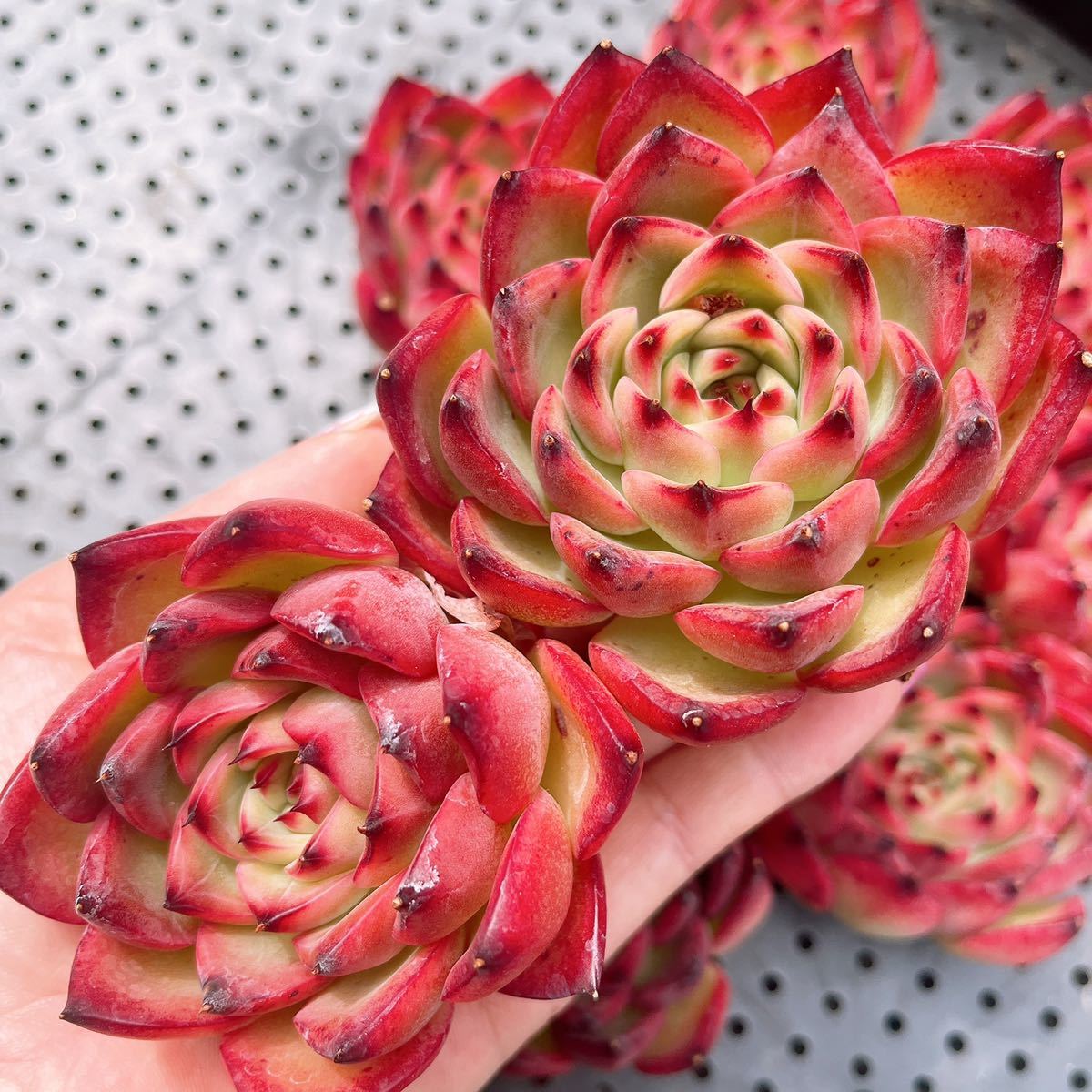 1 ファイヤーピラー 大サイズ 1苗 多肉植物 韓国 苗 売買されたオークション情報 Yahooの商品情報をアーカイブ公開 オークファン Aucfan Com 1 ファイヤーピラー 大サイズ 1苗 多肉植物 韓国 苗 売買されたオークション情報 Yahooの商品情報をアーカイブ公開 オークファン Aucfan Com