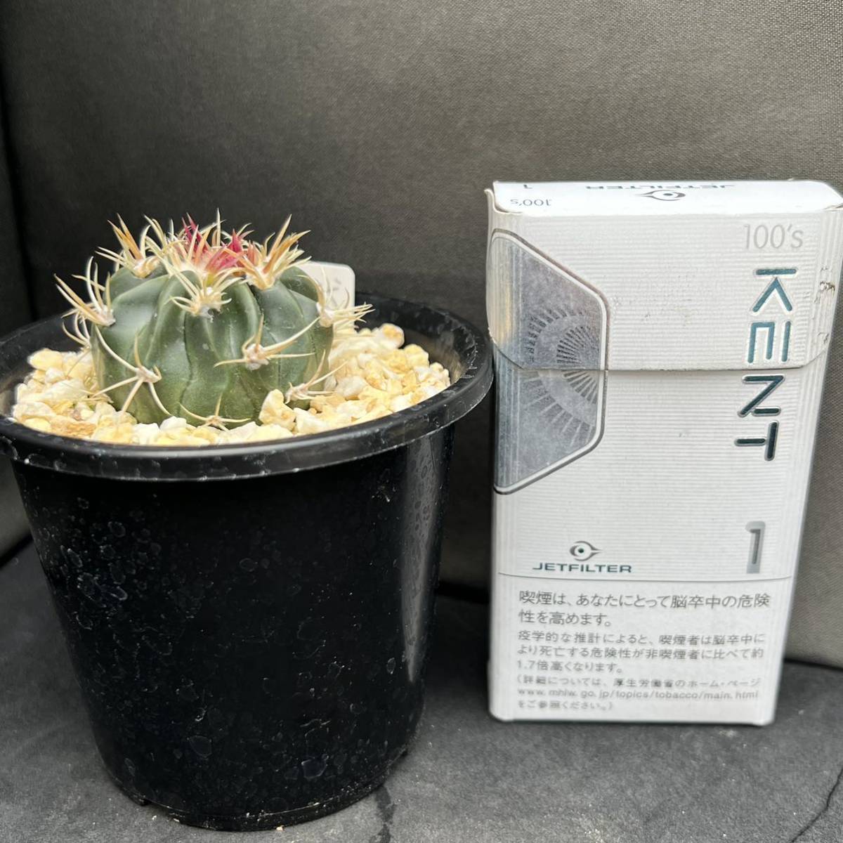 綾波武蔵モンスト • 実生 ホマロケファラ 綾波モンスト 実生苗 モンスト武蔵 サボテン多肉植物