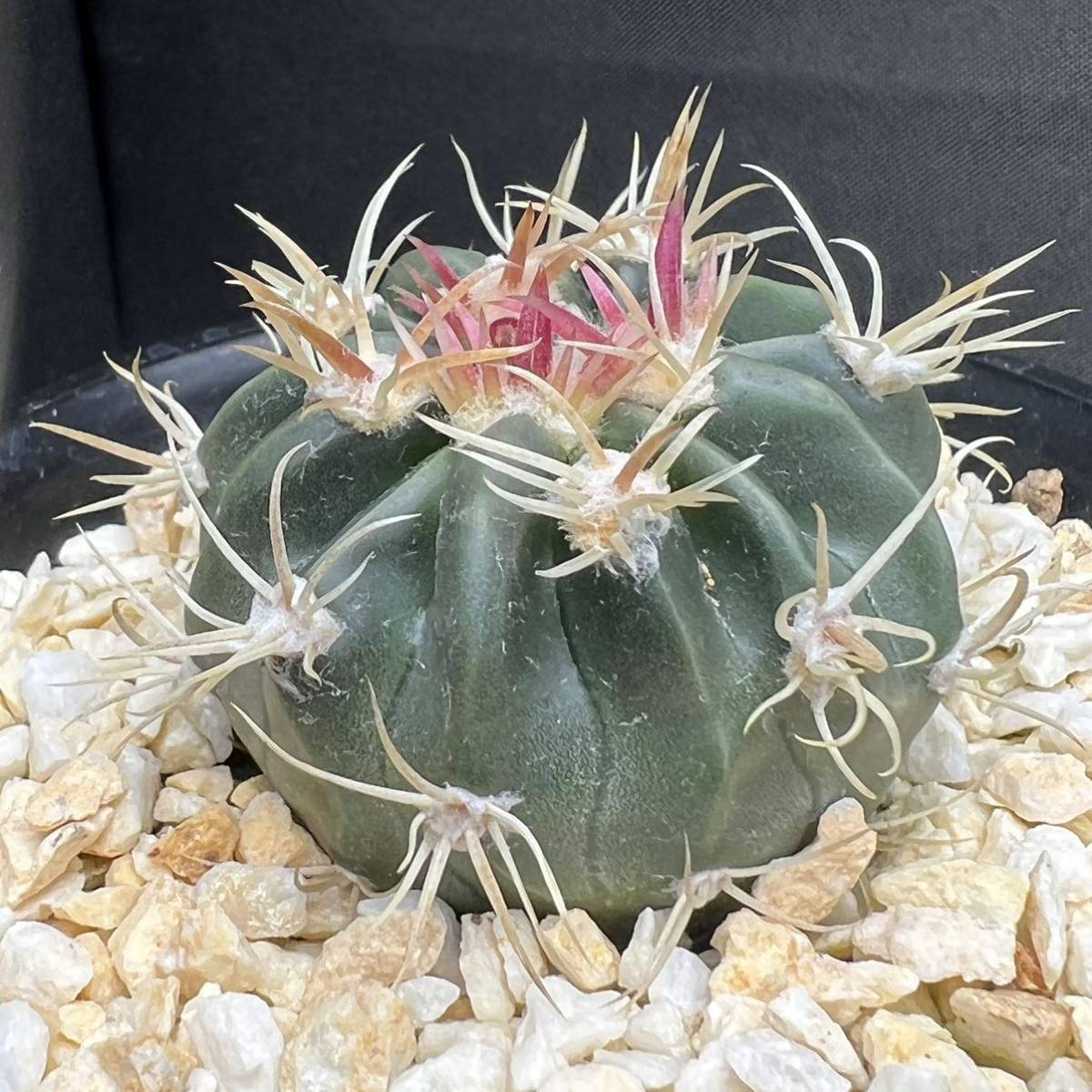 ホマロケファラ 綾波モンスト 実生苗 モンスト武蔵 サボテン多肉植物 
