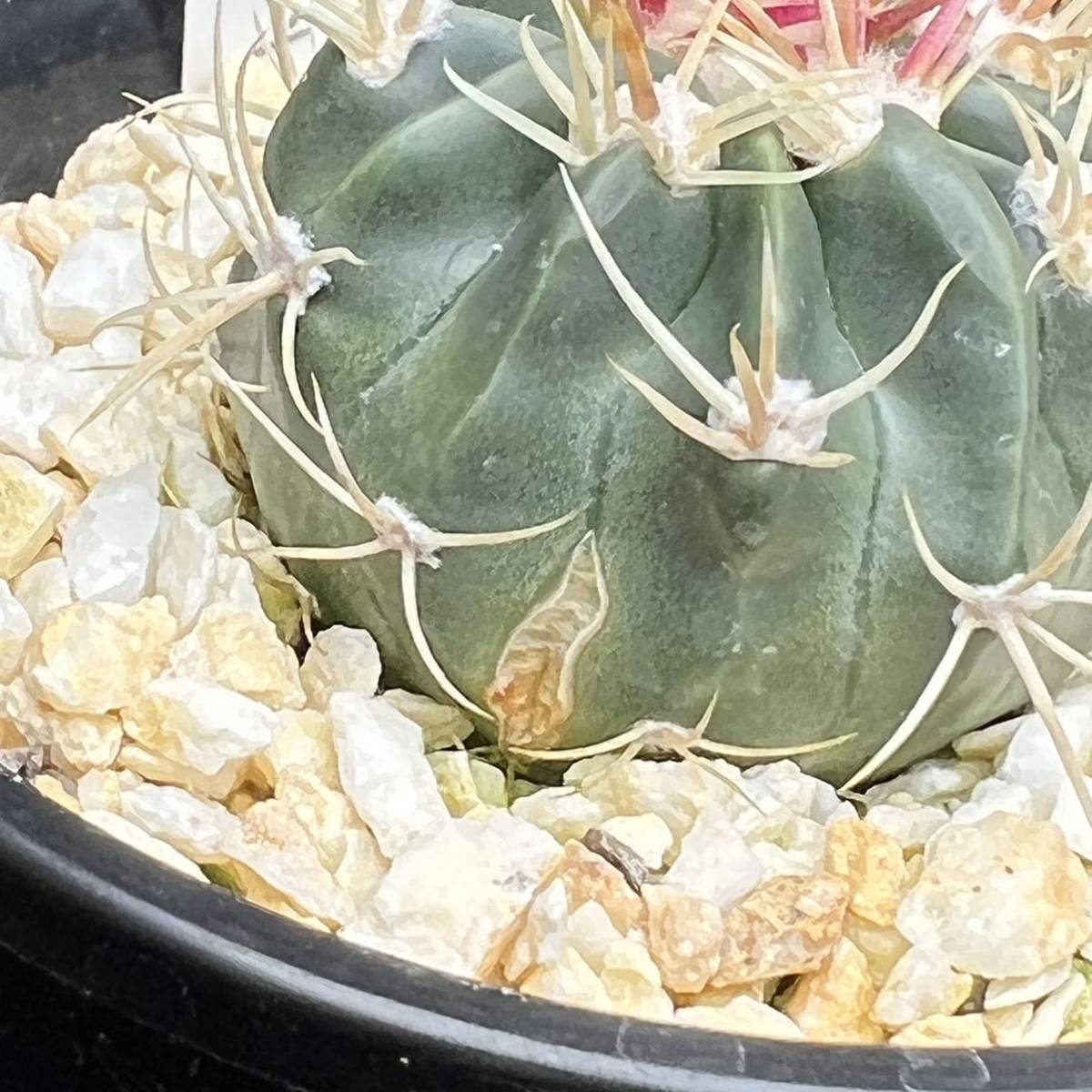 ホマロケファラ 綾波モンスト 実生苗 モンスト武蔵 サボテン多肉植物 