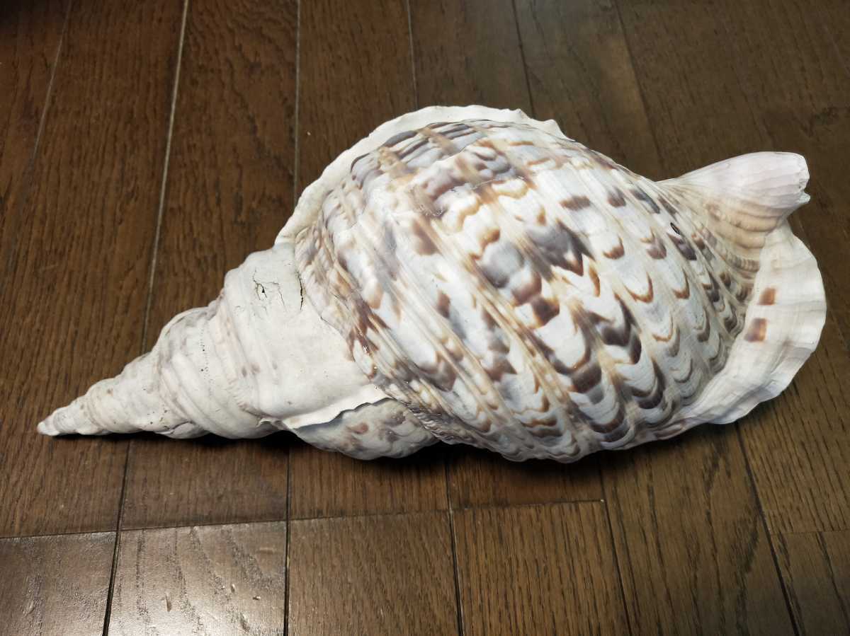 貝 インテリア オブジェ ほら貝 【公式通販】