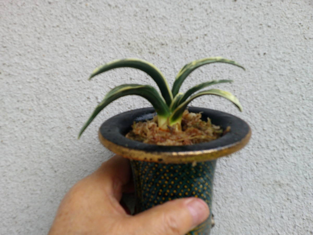 おもと：万年青 愛玉殿（登録品） 愛玉殿 万年青 オモト 【公式通販】
