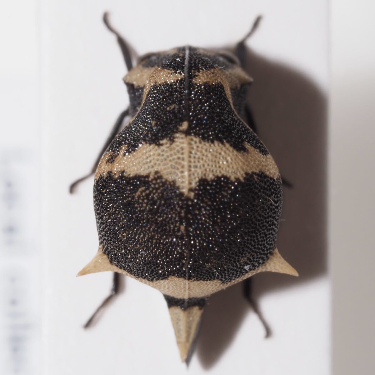 ペルーのツノゼミ 16 ヘルメットツノゼミ Anchistrotus sp. 白黒(虫類