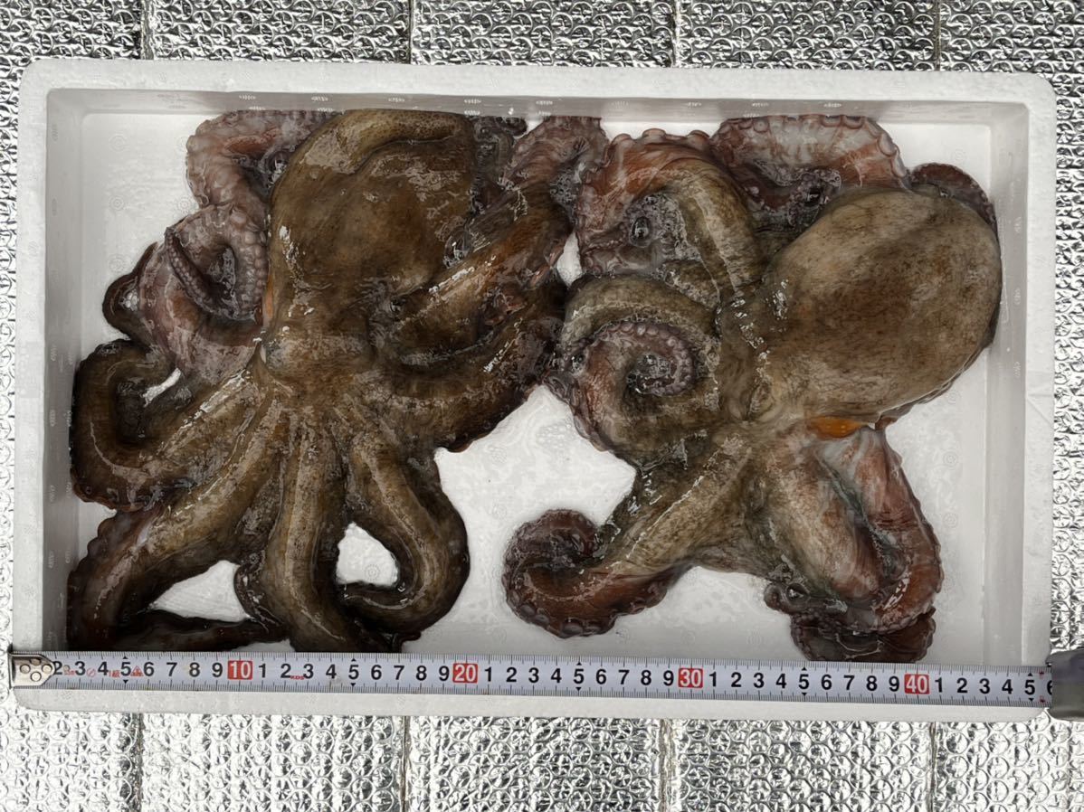 1円 たこ タコ 中大サイズ 生真だこ 2杯 兵庫県 淡路島産 活冷凍 内蔵 墨処理済 約1600g 処理前 約1760g ヤマト冷凍便60サイズ割引有 タコ 売買されたオークション情報 Yahooの商品情報をアーカイブ公開 オークファン Aucfan Com
