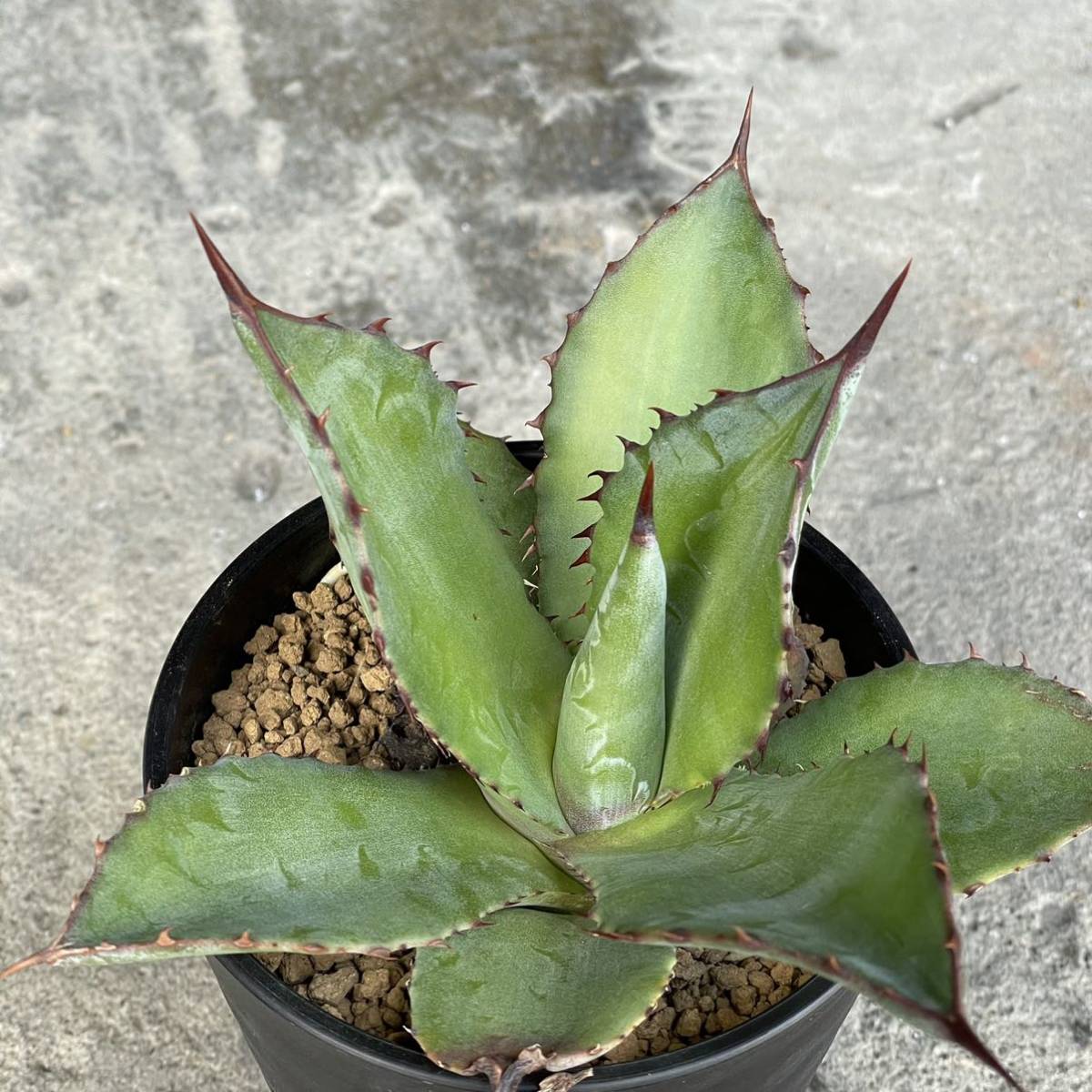 アガベ アトロビレンス v. アトロビレンス agave atrovirens v