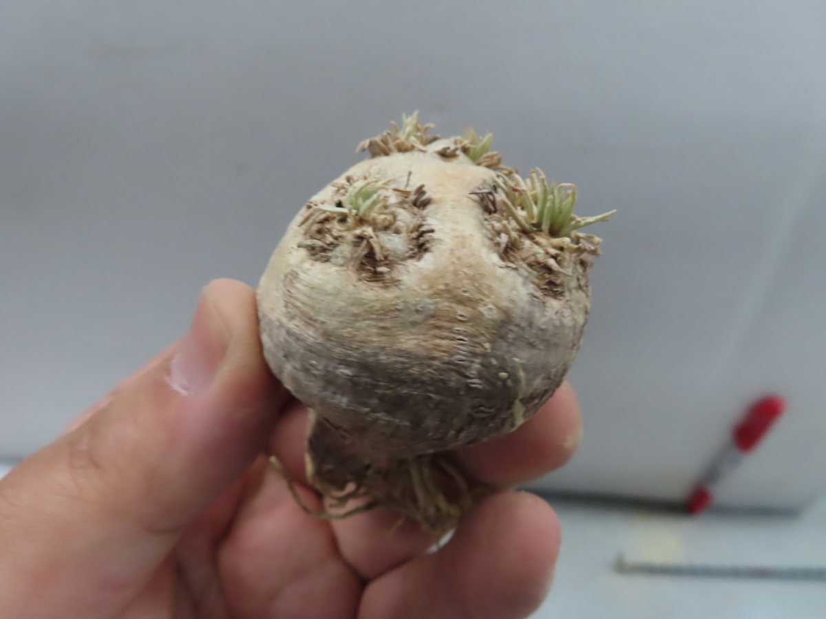 超特大 現地球 発根済み キフォステンマ マクロプス 山中勇人 y鉢付き