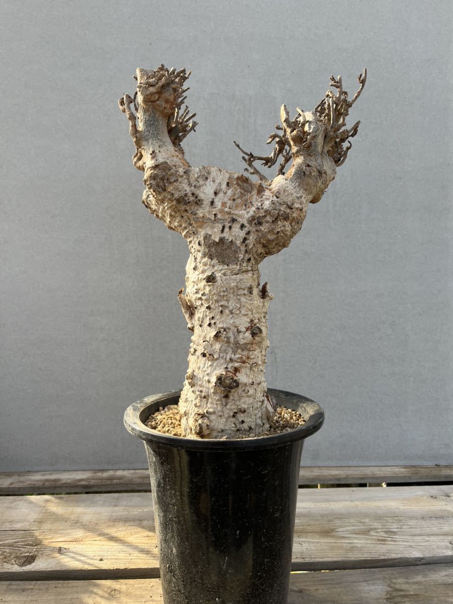 発根管理中】Adansonia_digitata/アダンソニア ディギタータ バオバブ