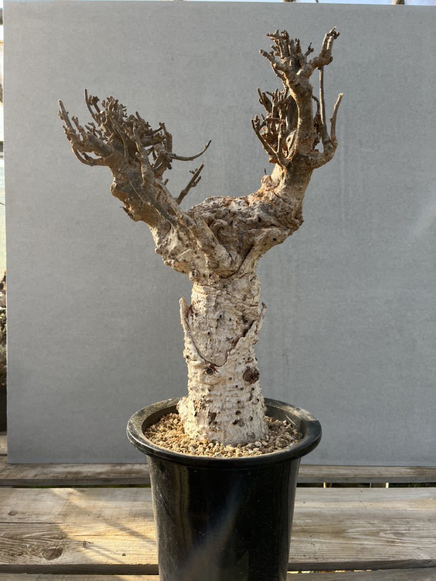アダンソニア　ディギタータ　バオバブ　発根済　抜き苗　ベアルート 発根管理中】Adansonia_digitata/アダンソニア ディギタータ バオバブ