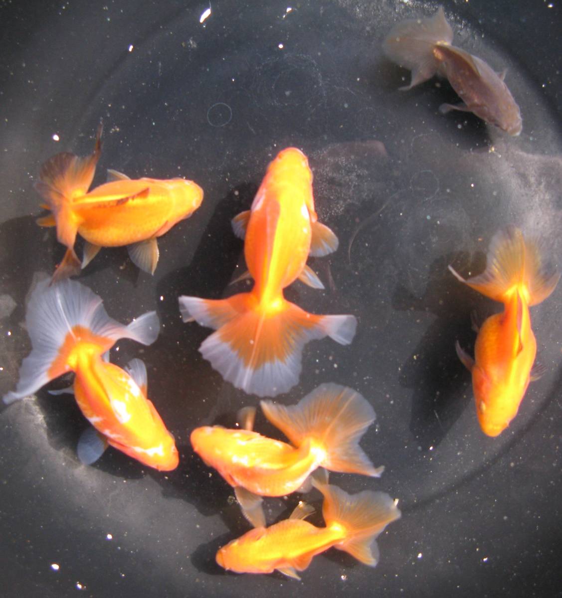 定番人気，得価 土佐錦魚 2歳魚 7匹(その他)｜売買されたオークション情報、yahooの商品情報をアーカイブ公開 - オークファン その他