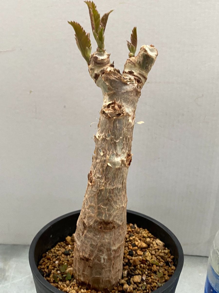 ネ7209 「現地」キフォステンマ ユッタエ 大株 植え【未発根