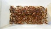 期間限定☆アメリカザリガニ☆Ｌサイズ１００匹　鯛釣りに
