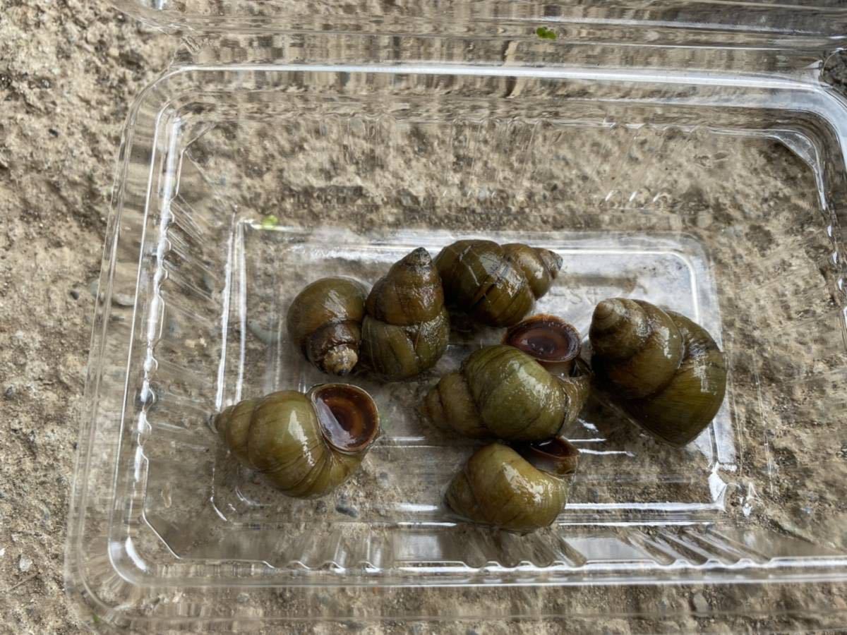 オオタニシ 匹 タニシ サイズいろいろ 水槽内コケ取り 水質浄化 メダカ 貝 石巻貝 金魚 25 その他 売買されたオークション情報 Yahooの商品情報をアーカイブ公開 オークファン Aucfan Com
