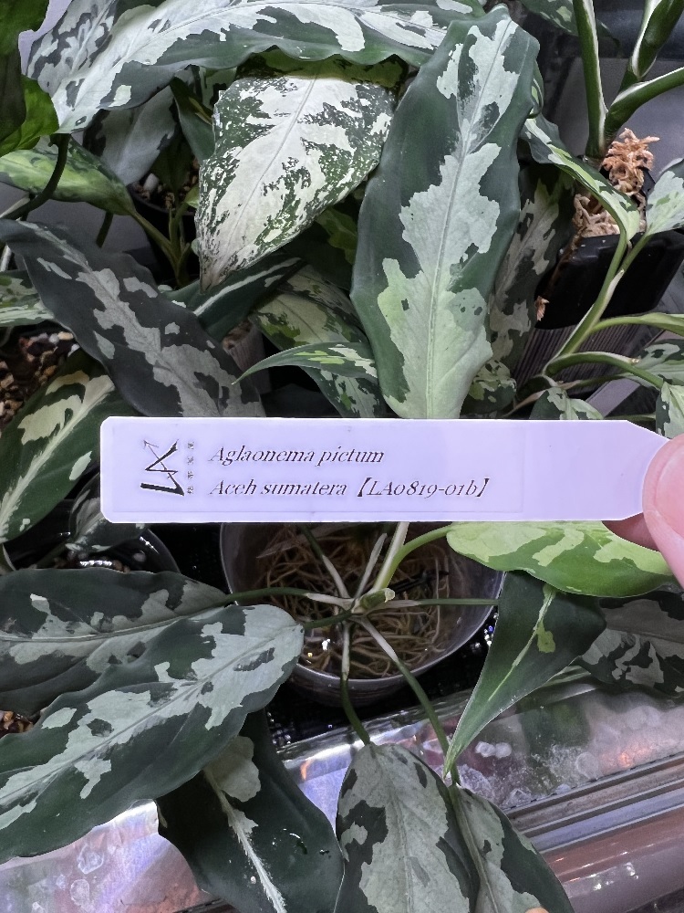 Aglaonema pictum アグラオネマ LA便 ②(観葉植物)|売買された Aglaonema pictum アグラオネマ LA便 ②(観葉植物)|売買された
