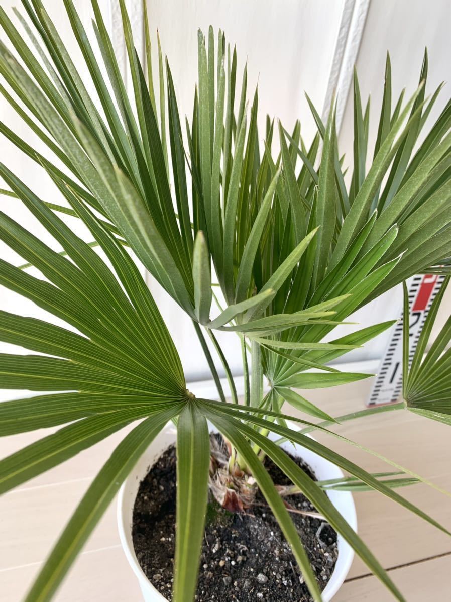 ◯ チャメロプス フミリス ◯チャメロップス ココス ヤシ ヤシの木 ...