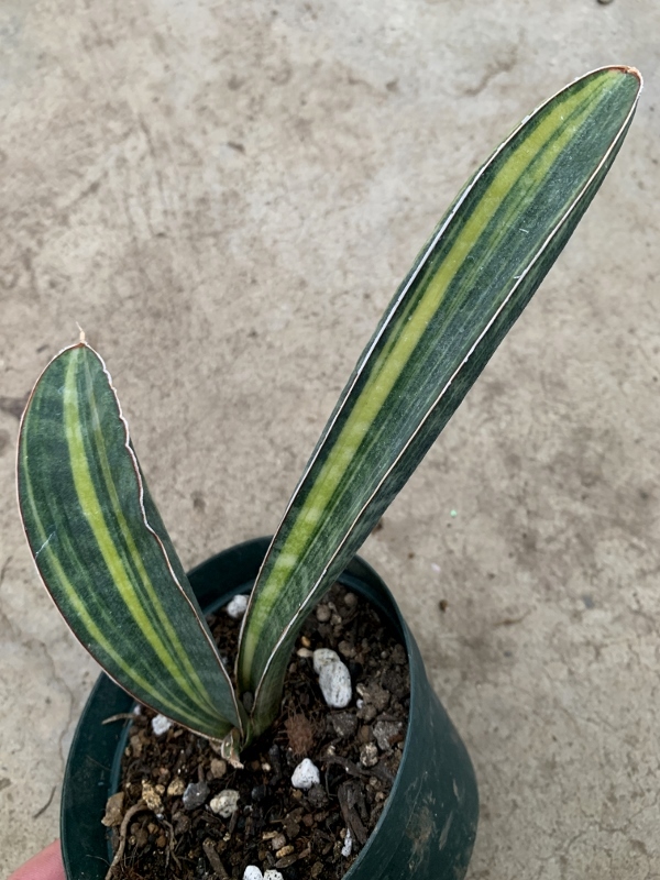斑入り サンスベリア・ハリー 'ベースボールバット' Sansevieria