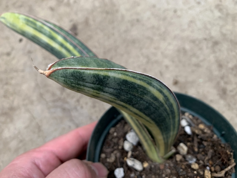 斑入り サンスベリア・ハリー 'ベースボールバット' Sansevieria