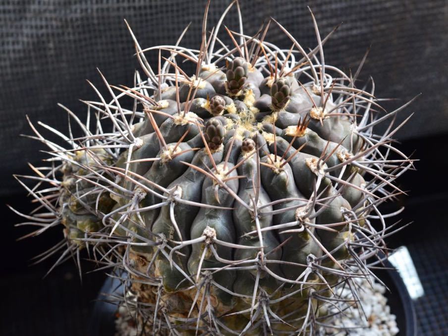 ギムノカリキウム 守金魔天竜 実生 守金魔天竜 実生