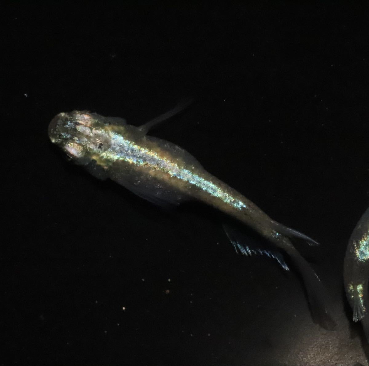 【月陽めだか】種親クラス　緑光変種　 1ペア