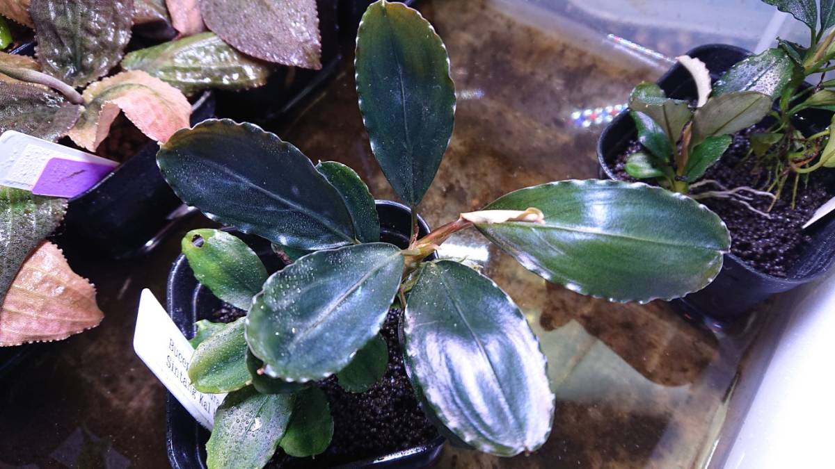 タグ付きBucephalandra sp.\