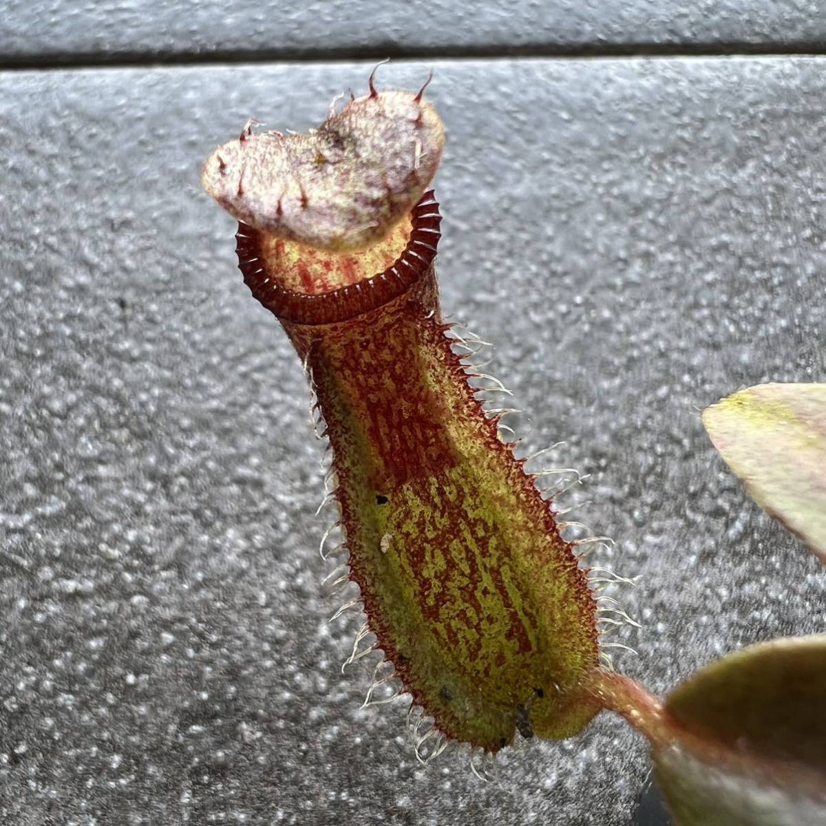 Nepenthes hamata x veitchii 'intermediate' ウツボカズラ 食虫植物