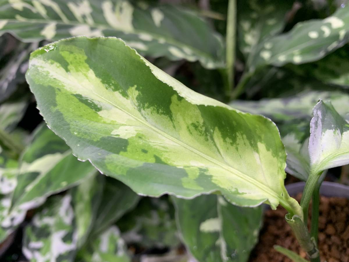 AZ便アグラオネマピクタム Aglaonema pictum ”Seeds Phantom TYSP