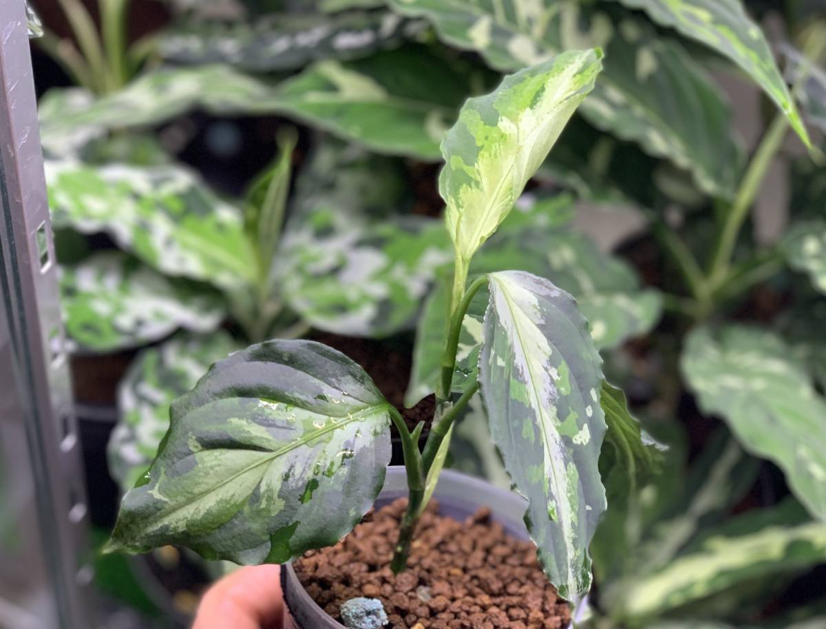 AZ便アグラオネマピクタム Aglaonema pictum ”Seeds Phantom TYSP