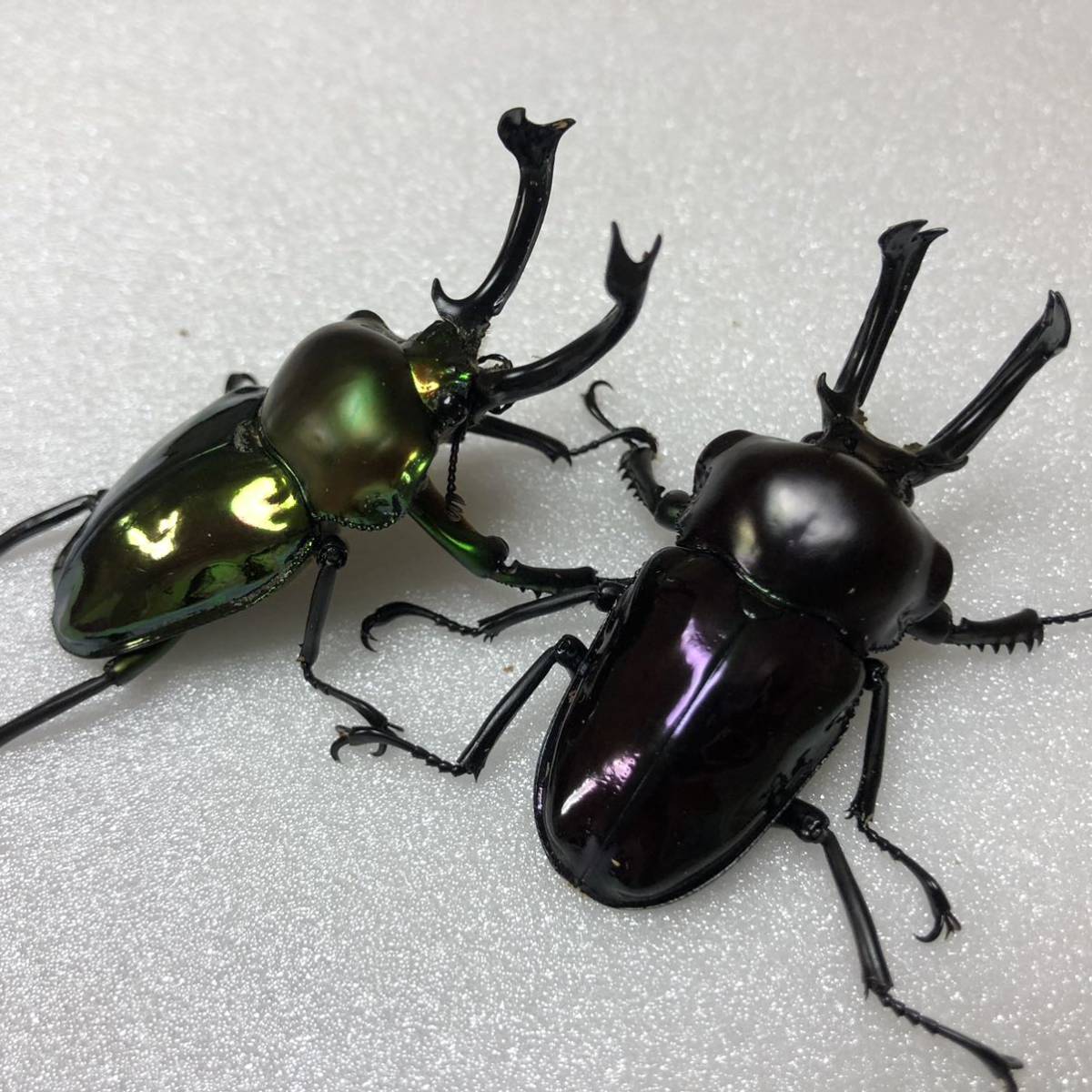 ニジイロクワガタ オス２匹 メス３匹 合計５匹 紫紺系 グリーン系 外国産 売買されたオークション情報 Yahooの商品情報をアーカイブ公開 オークファン Aucfan Com