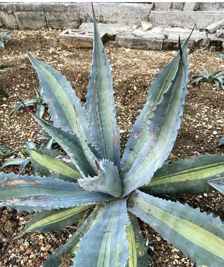 アガベ プロトアメリカーナ レモンライム 子株 / Agave americana v
